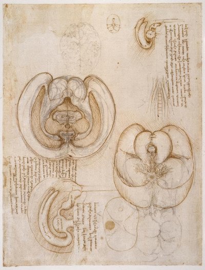 Anatomiestudien von Leonardo da Vinci