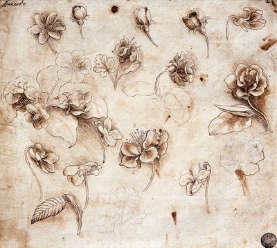 Botanische Tafel, Zeichnung 237 von Leonardo da Vinci