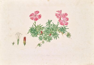 Alpen-Nelke (Dianthus alpinus) von Leopold von Stoll