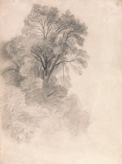 Studie von Eschen von Lionel Constable