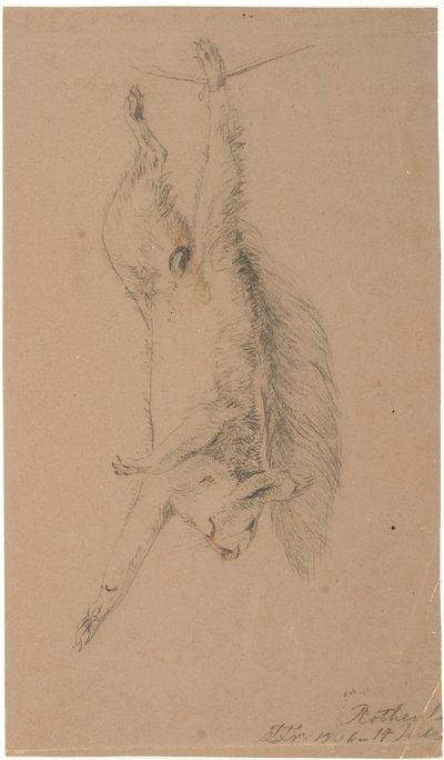 Ein aufgehängtes totes Eichhörnchen von Lorenz Frølich
