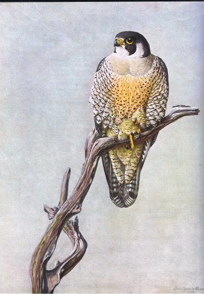 Wanderfalke von Louis Agassiz Fuertes