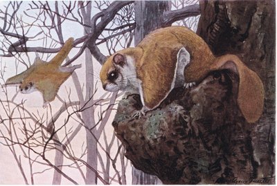 Südlicher Flughörnchen hat Gleitmembranen von Louis Agassiz Fuertes