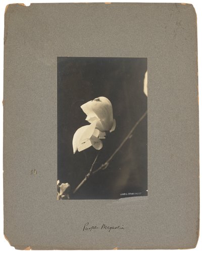 Tiffany Studios, ca. 1898-1920 von Louis Comfort Tiffany
