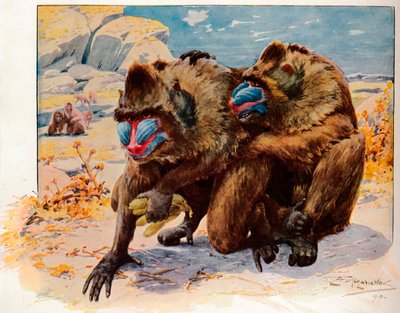 Mandrills von Louis Fairfax Muckley