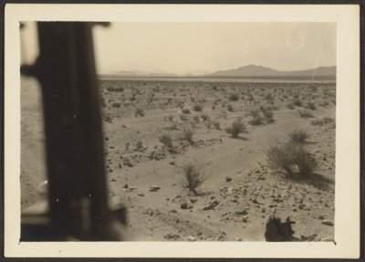 Amargosa-Wüstenpflanzen von Louis Fleckenstein
