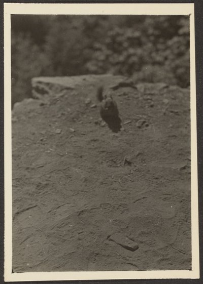 Streifenhörnchen auf dem Pfad von Louis Fleckenstein
