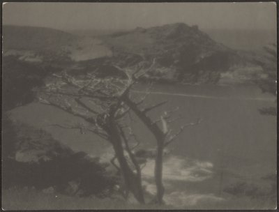 [Zypresse an der Küste] von Louis Fleckenstein