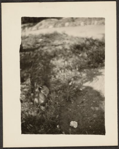 Ente in Landschaft von Louis Fleckenstein