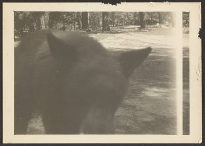 [Freundlicher Bär am Lagerplatz] von Louis Fleckenstein