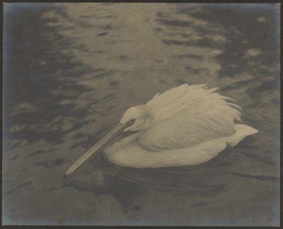 [Reiher] von Louis Fleckenstein