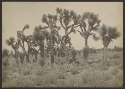 Landschaft mit Joshua-Bäumen von Louis Fleckenstein