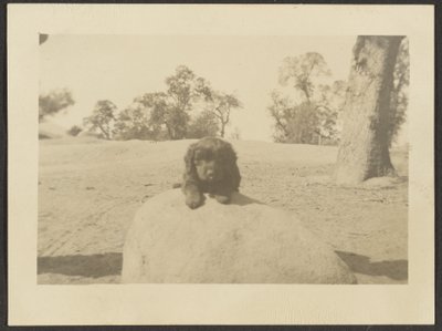 [Welpe auf Felsen] von Louis Fleckenstein