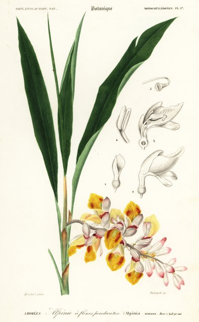 Muskatnussblume, Alpinia nutans von Louis Joseph Edouard Maubert