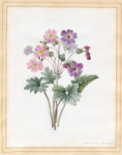 Hybride Aurikel von Louise DOrleans