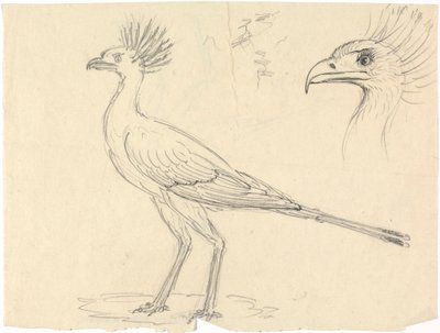 Sekretärvogel von Luigi Balugani
