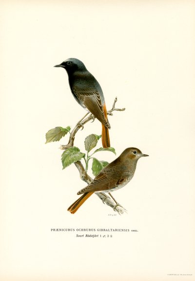 Schwarzkehlchen von Magnus Ferdinand and Wilhelm von Wright
