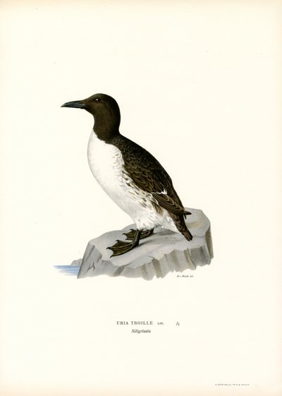 Guillemot (Farblithographie) von Magnus Ferdinand and Wilhelm von Wright