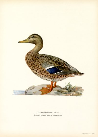 Stockente von Magnus Ferdinand and Wilhelm von Wright