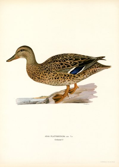 Stockente von Magnus Ferdinand and Wilhelm von Wright