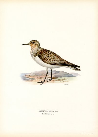 Sanderling von Magnus Ferdinand and Wilhelm von Wright