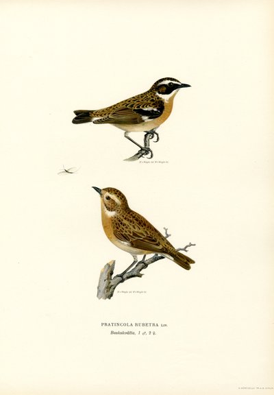 Braunkehlchen (Farblithographie) von Magnus Ferdinand and Wilhelm von Wright