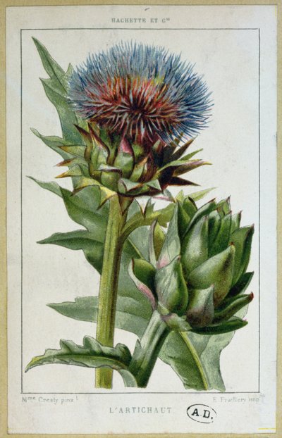 Artischocke, botanische Tafel, graviert von E. Fraillery von Marguerite Buret