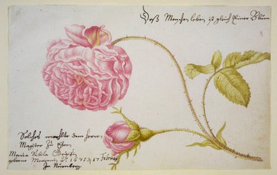 Albumblatt mit einer Rose, 1675 von Maria Sibylla Merian