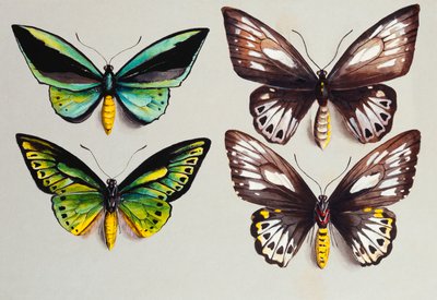 Vier Vogelflügel-Schmetterlinge von Marian Ellis Rowan