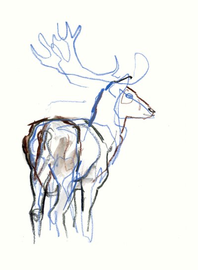 Damhirsch von Mark Adlington