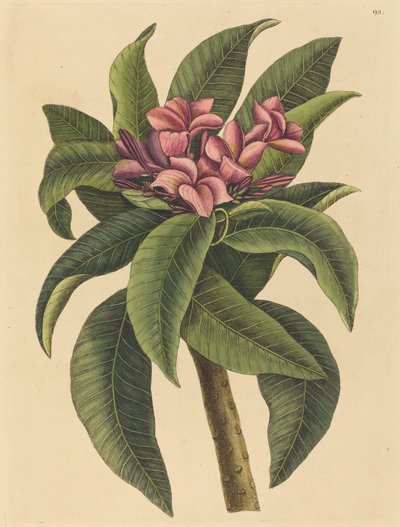 Rote Frangipani Plumeria rubra, veröffentlicht 1731-1743 von Mark Catesby