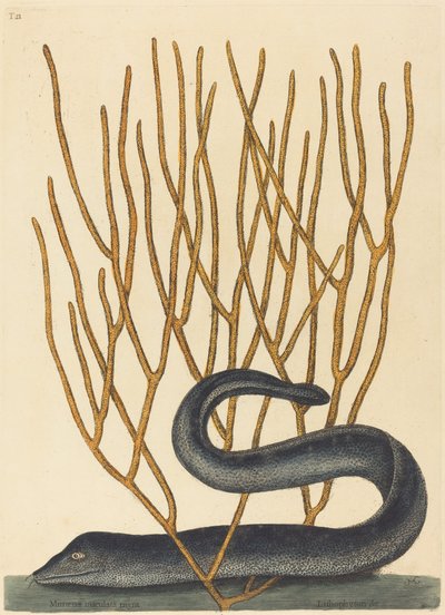 Die schwarze Muräne (Muraenae helenae varietas) von Mark Catesby