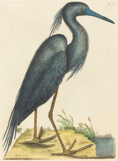 Der Blaue Reiher Ardea coerulea, veröffentlicht 1731-1743 von Mark Catesby