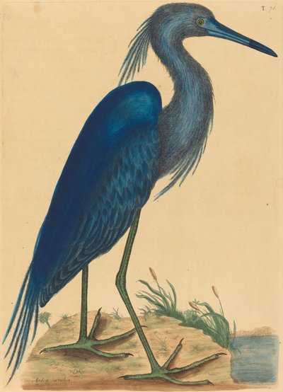 Der Blaue Reiher Ardea coerulea, veröffentlicht 1731-1743 von Mark Catesby