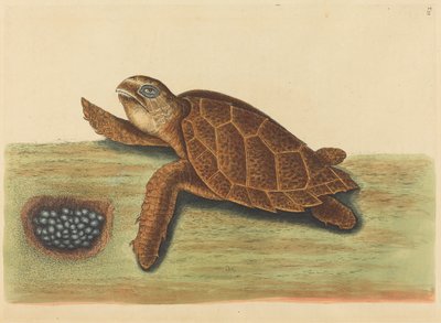Die Karettschildkröte (Testudo caretta) von Mark Catesby