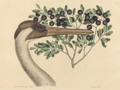 Der Schreitkranich Ardea Americana, veröffentlicht 1731-1743 von Mark Catesby