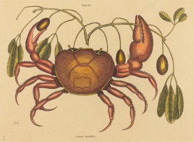 Die Landkrabbe (Cancer ruricola) von Mark Catesby