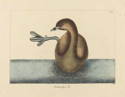 Der Tauchervogel (Colymbus podiceps) von Mark Catesby