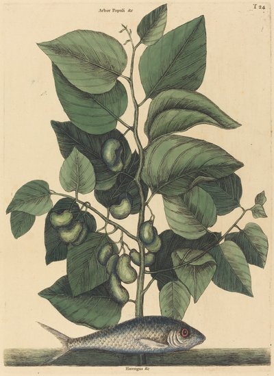 Die Sardelle (Argentina carolina) von Mark Catesby