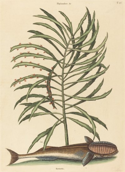Der Saugnapf Fisch Echeneis naucratis, veröffentlicht 1731-1743 von Mark Catesby