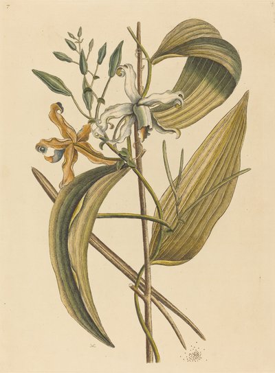 Die Vanelloe Epidendrum Vanilla, veröffentlicht 1731-1743 von Mark Catesby