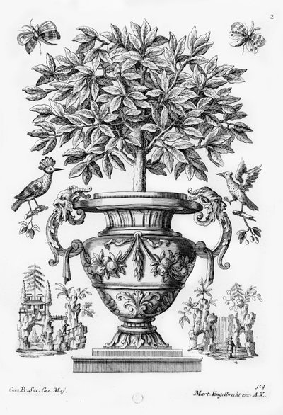 Zitrusbäume, ca. 1735 von Martin Engelbrecht