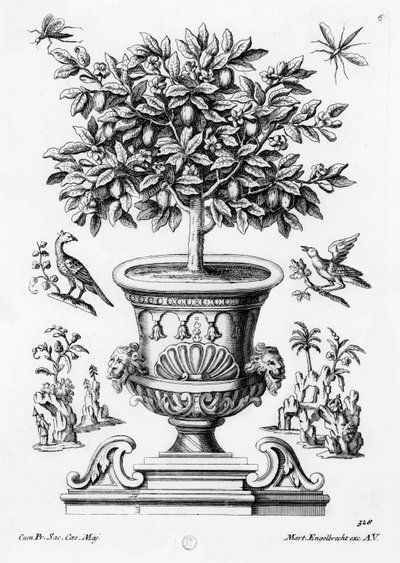Zitrusbäume, ca. 1735 von Martin Engelbrecht