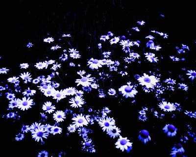 Blumen am Feldrand von Martina Konitzky