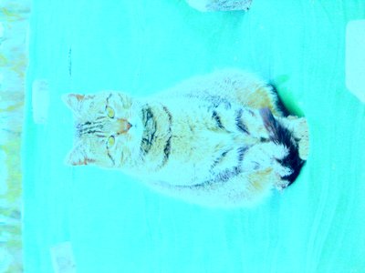 Kitty von Martina Konitzky