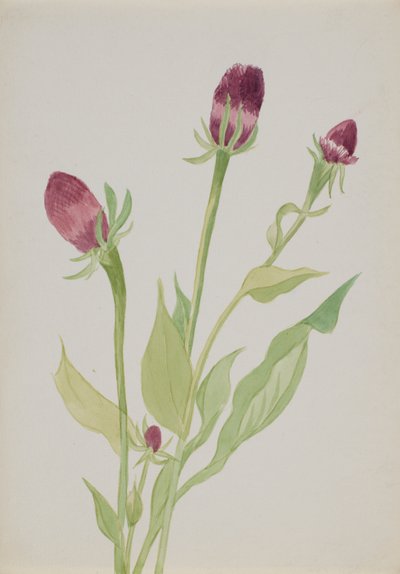 Ohne Titel--Blumenstudie von Mary Vaux Walcott