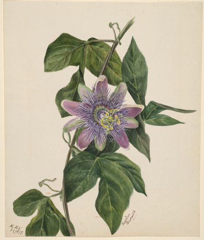Ohne Titel (Blumenstudie) von Mary Vaux Walcott