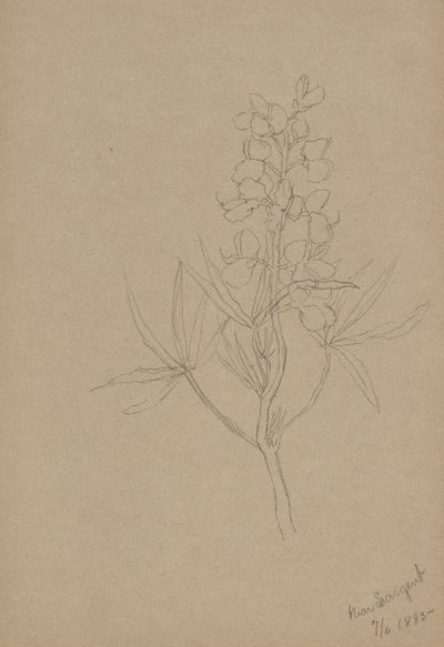 (Ohne Titel--Blumenstudie) von Mary Vaux Walcott