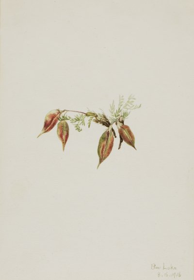 Alpen-Spitzkiel Oxytropis podocarpa, 1918 von Mary Vaux Walcott