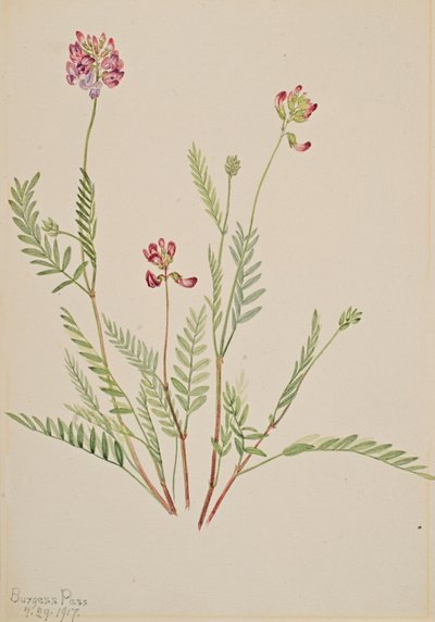 Alpen-Tragant von Mary Vaux Walcott